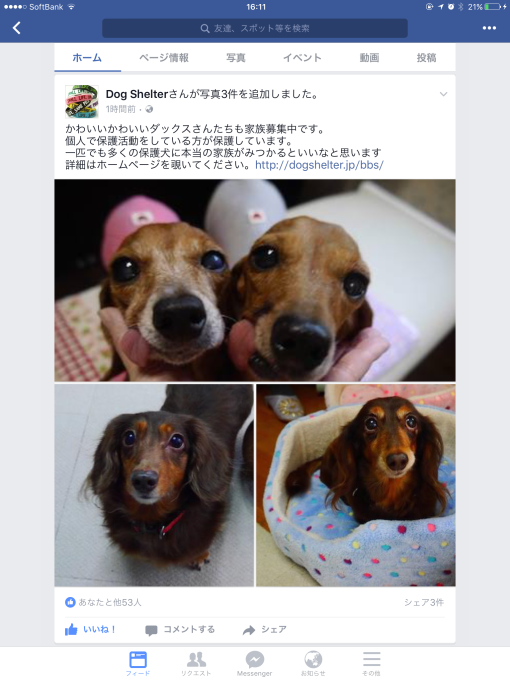 Dog Shelterさん_a0332203_16332582.png