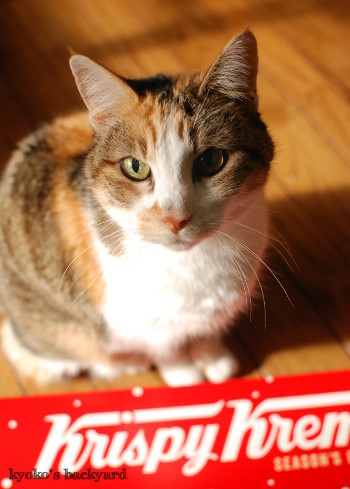 ドーナツ、猫はダメなの?_b0253205_05183479.jpg