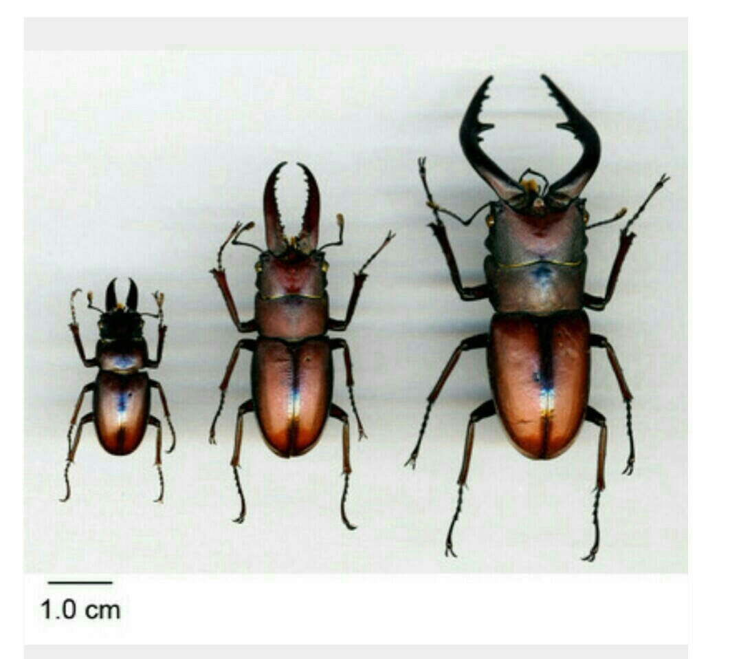 クワガタの大アゴ、大きさの謎が解明！？ : ～today's memory～