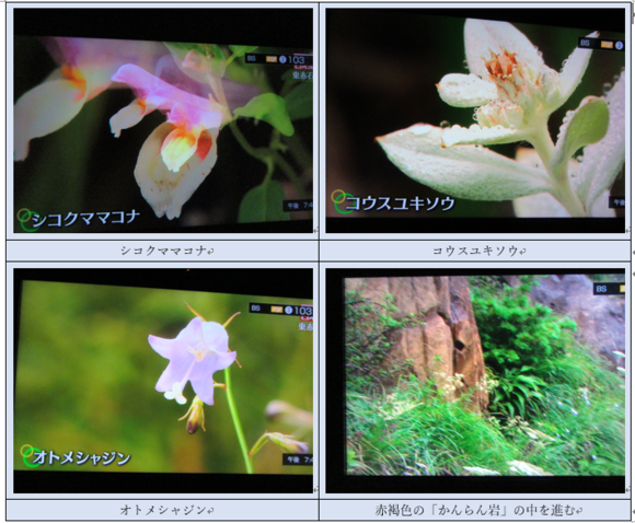 愛媛県・東赤石山（1706m）花の百名山…2016/12/12_f0231709_19465211.png