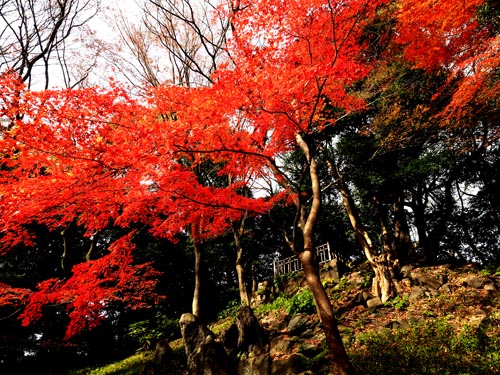 紅葉の錦　（12月12日　小石川後楽園）_a0023315_14155910.jpg