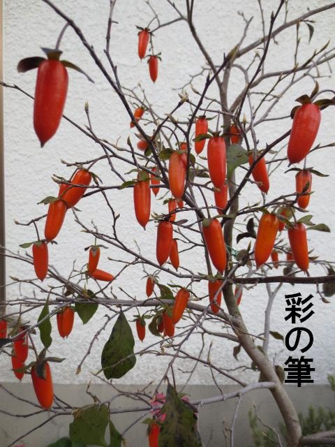 老鴉柿 【公式通販】