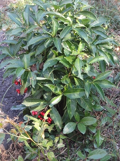 c0147935_2110557.jpg