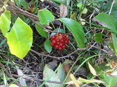 c0147935_21142878.jpg