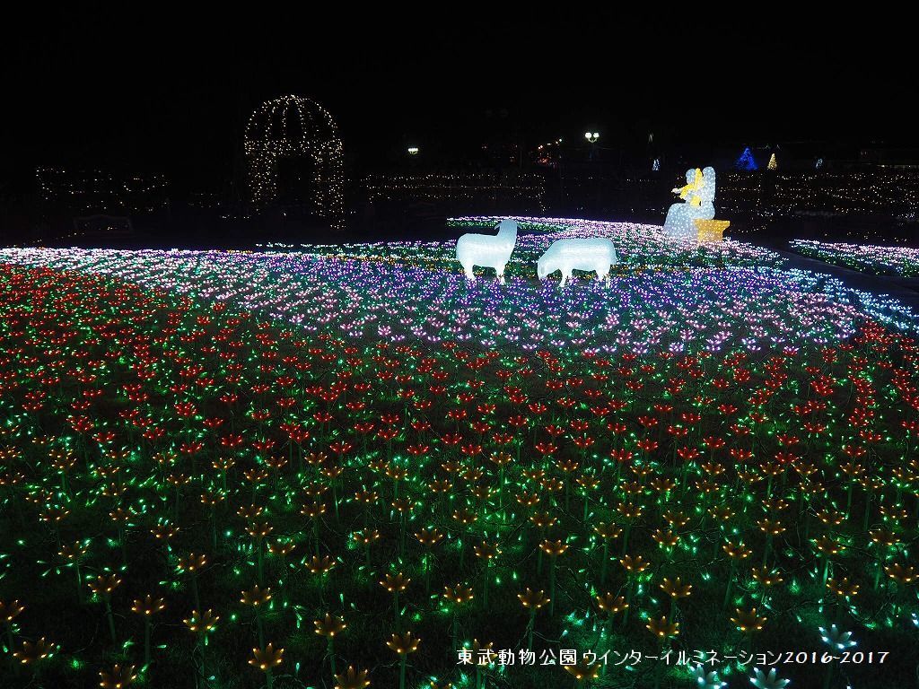 東武動物公園イルミネ－ションの様子！！！！_e0052135_20364761.jpg