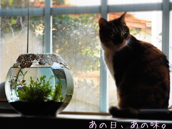 a0305046_10041293.jpg
