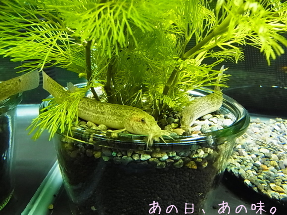 a0305046_10454361.jpg