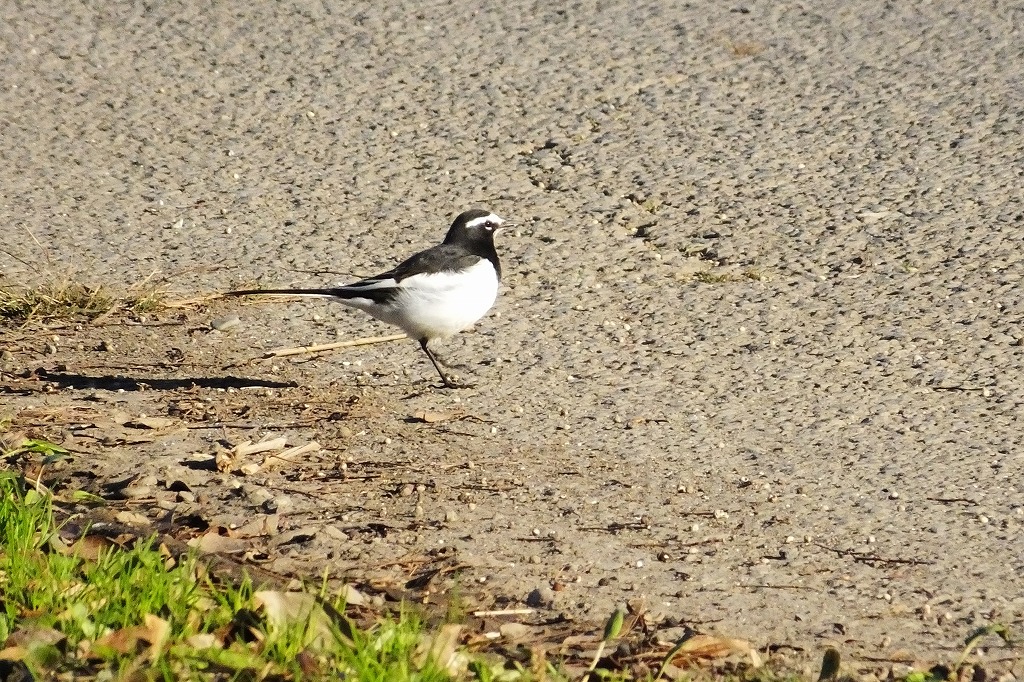 セグロセキレイ、木の実を食べる何の鳥？_b0236251_16512096.jpg