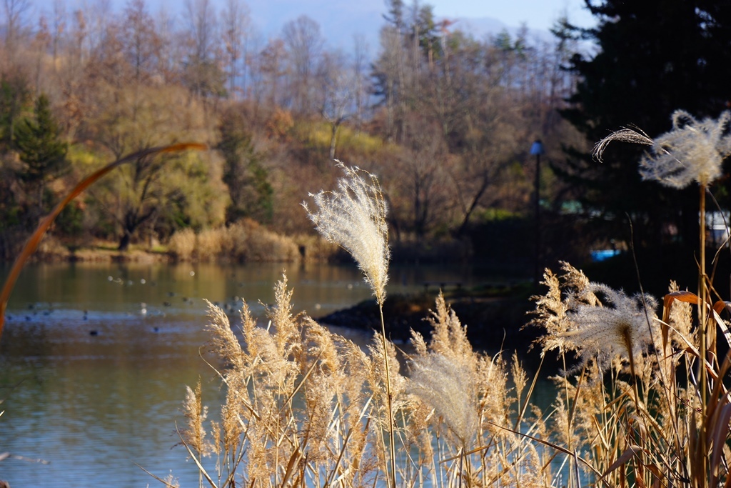 Japanese Silver Grass 長野県松本市 田溝池 Photo 行雲流水 Japanese Silver Grass 長野県松本市 田溝池 Photo 行雲流水