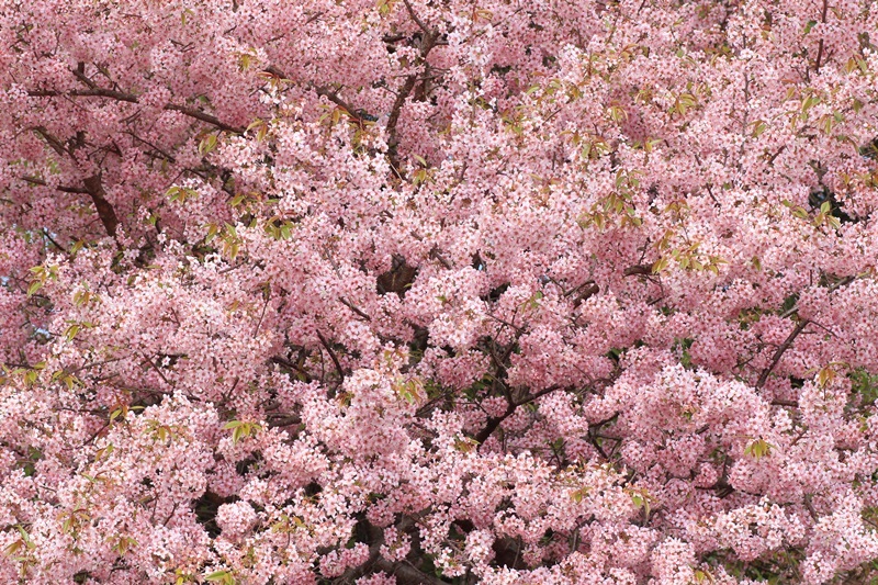 ヒマラヤ桜とメジロ♪_a0167759_119011.jpg