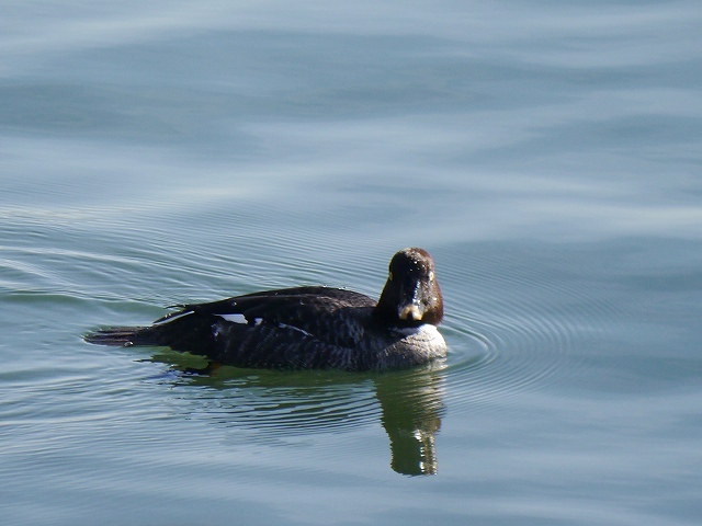 カモ三昧：河口のホオジロガモ、淡水池のオカヨシガモとホシハジロ・・・_d0088184_21270617.jpg