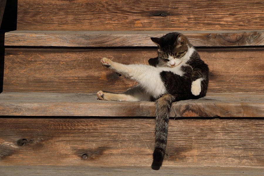 16.12.03：久しぶりに桑名の猫寺３_c0007190_19264840.jpg