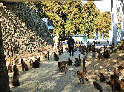 高崎山自然園の猿たち_e0077899_1031312.jpg