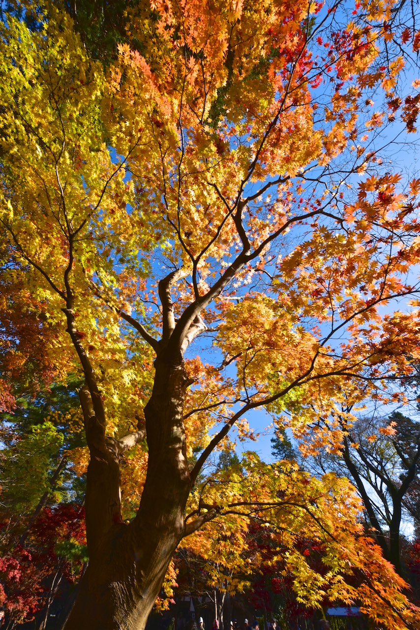 c0157702_14125332.jpg
