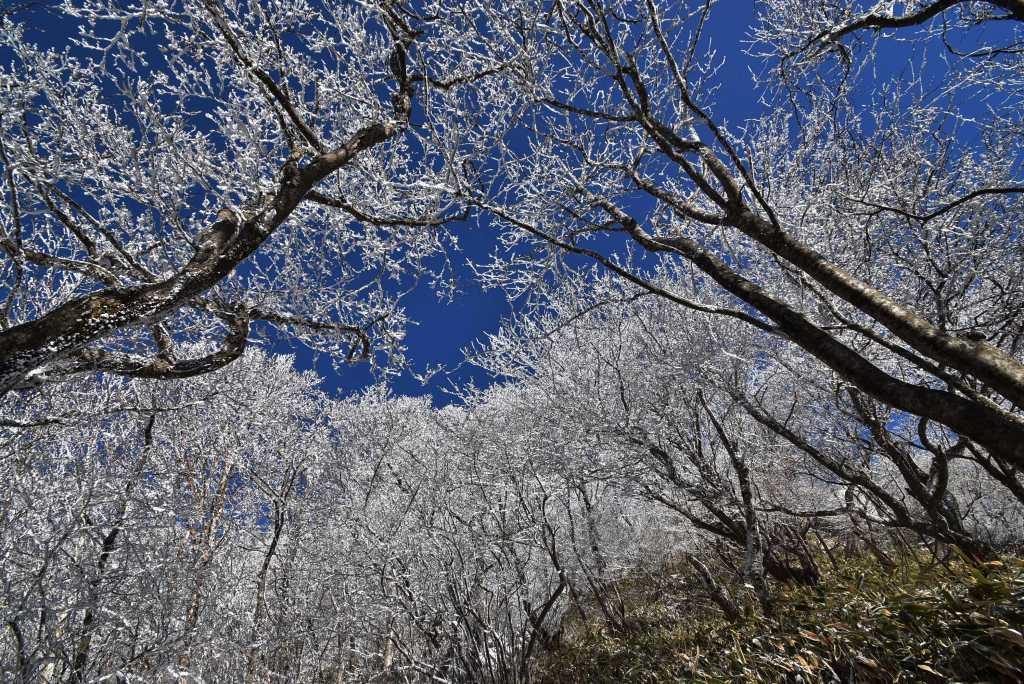 2016/12/12 地蔵岳・朝日リベンジ＆黒檜山　霧氷三昧_a0340812_10260021.jpg