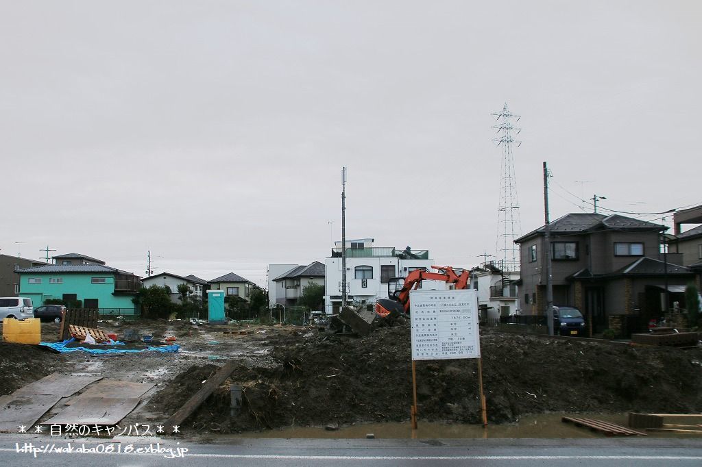 雨上がりの散歩道の八つ手の花は満開です～♩_e0052135_17101801.jpg