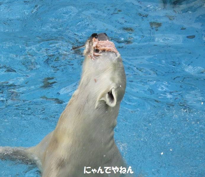 続き 鮭もほぼ食べ終わって_f0002743_0582238.jpg