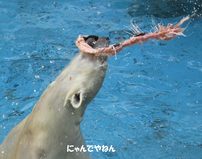 続き 鮭もほぼ食べ終わって_f0002743_058428.jpg