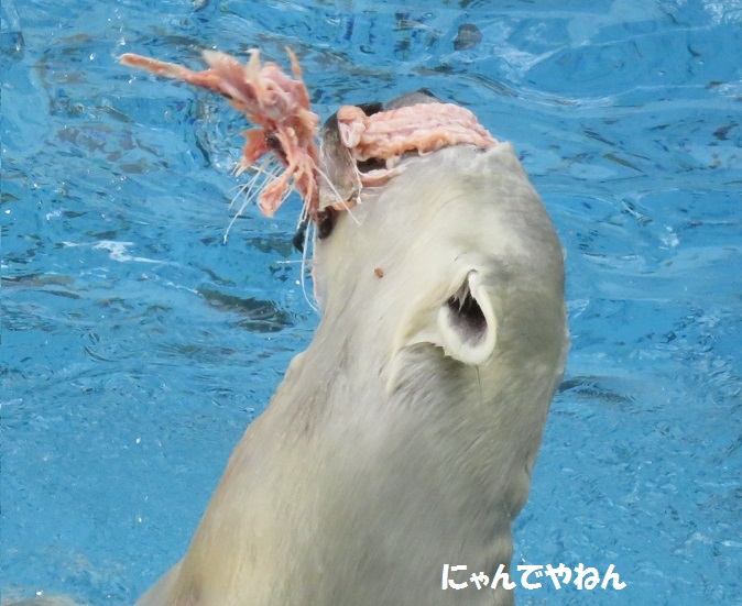 続き 鮭もほぼ食べ終わって_f0002743_0591730.jpg