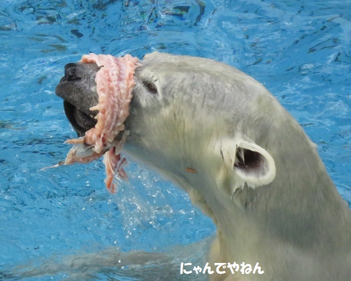 続き 鮭もほぼ食べ終わって_f0002743_0595123.jpg