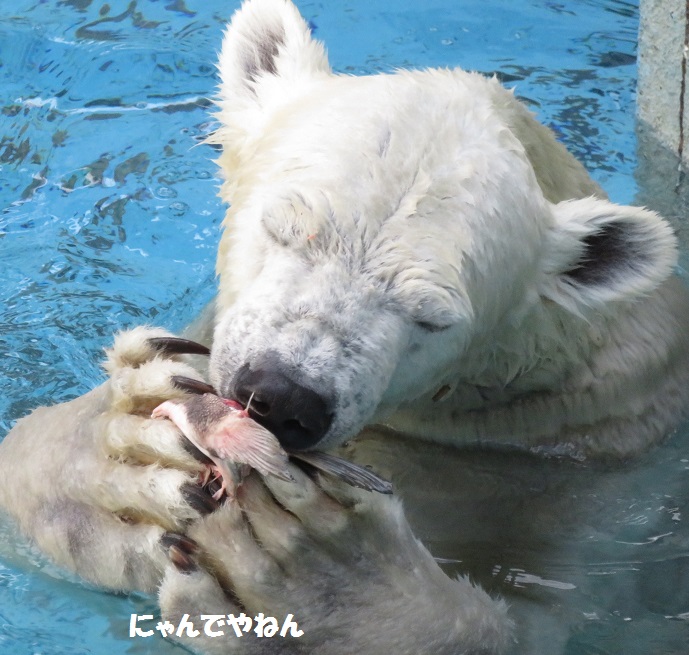 続き 鮭もほぼ食べ終わって_f0002743_124054.jpg