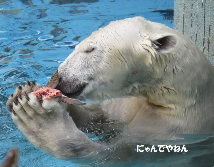 続き 鮭もほぼ食べ終わって_f0002743_12650.jpg