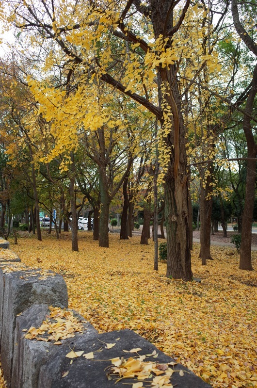 f0169147_23034080.jpg