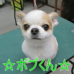 トリミング犬ご紹介_f0372867_10303315.jpg