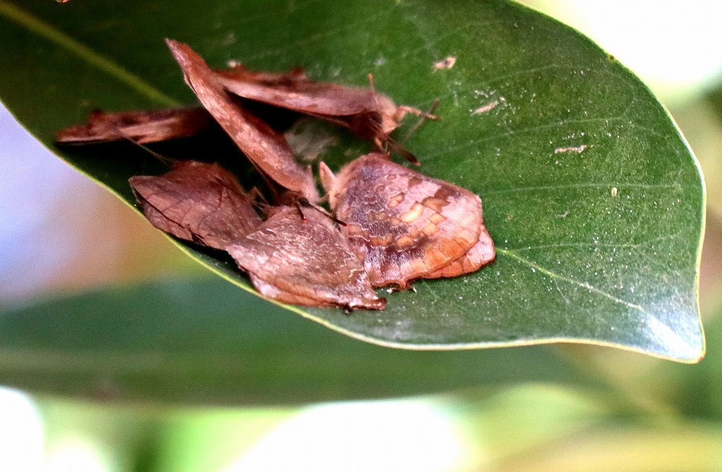 b0320769_15364379.jpg