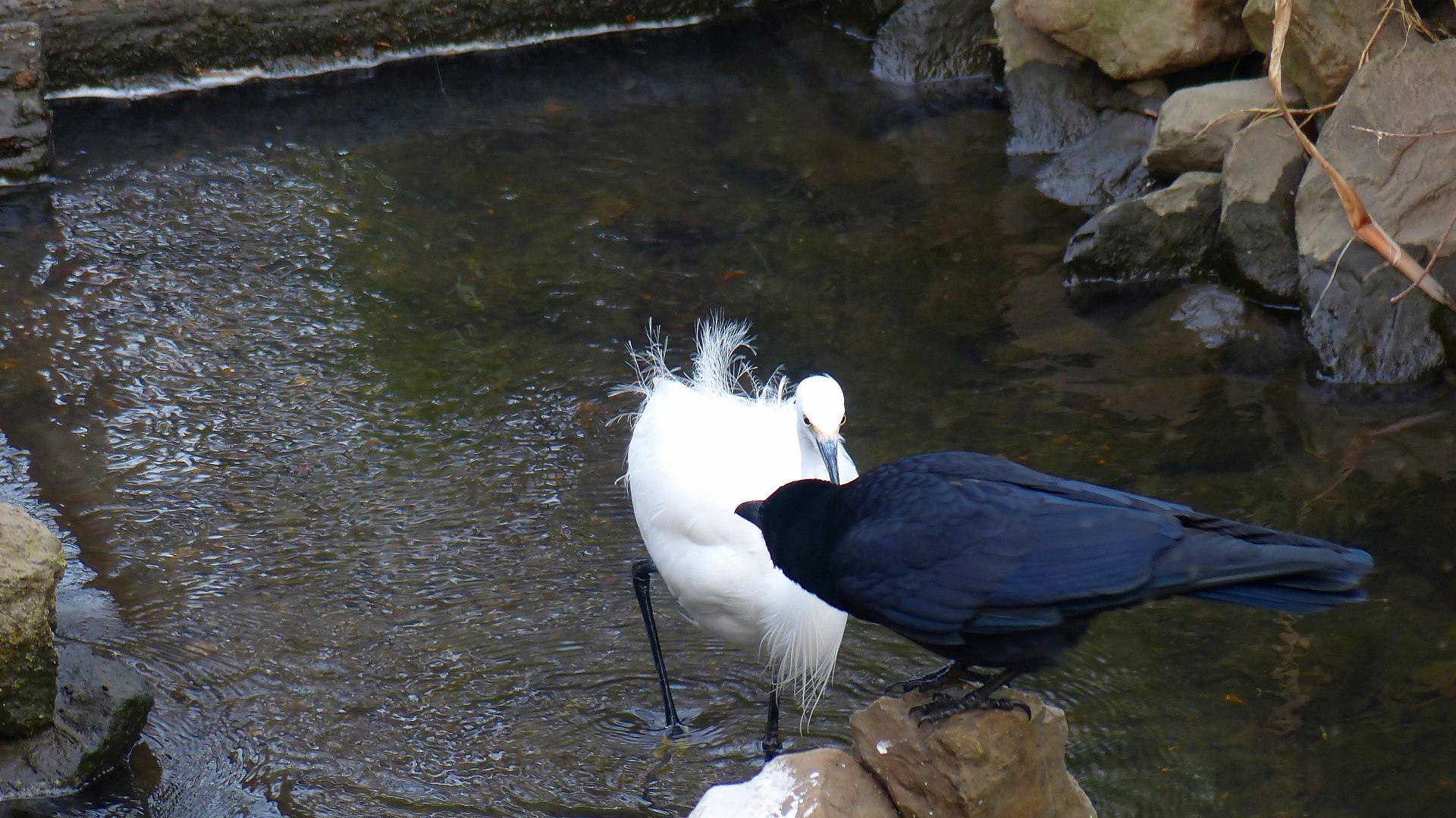 行水カラスの濡れ羽色 夜つぐみの鳴くところで