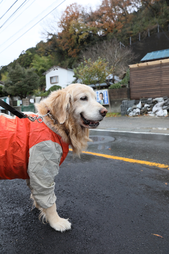 お飾りより、ビニール♪_b0275998_11542562.jpg