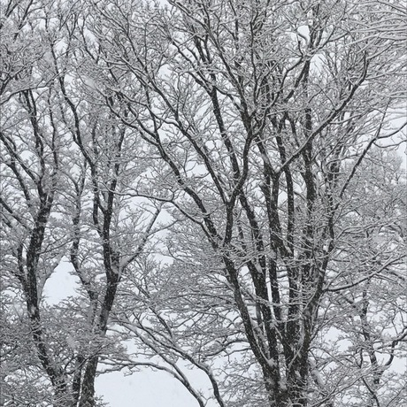 雪景色_e0148212_18191255.jpg