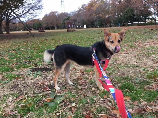 d0046821_19530241.jpeg
