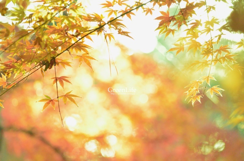 紅葉とクモの巣_f0321522_09551680.jpg
