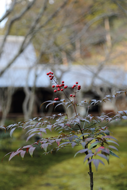 冬の圓光寺_b0169330_2348829.jpg