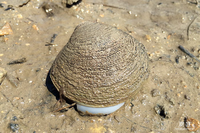 531 Tung Chung Bay ~香港の素晴らしい干潟とそこに生息する生き物たち その2~_c0211532_16253633.jpg