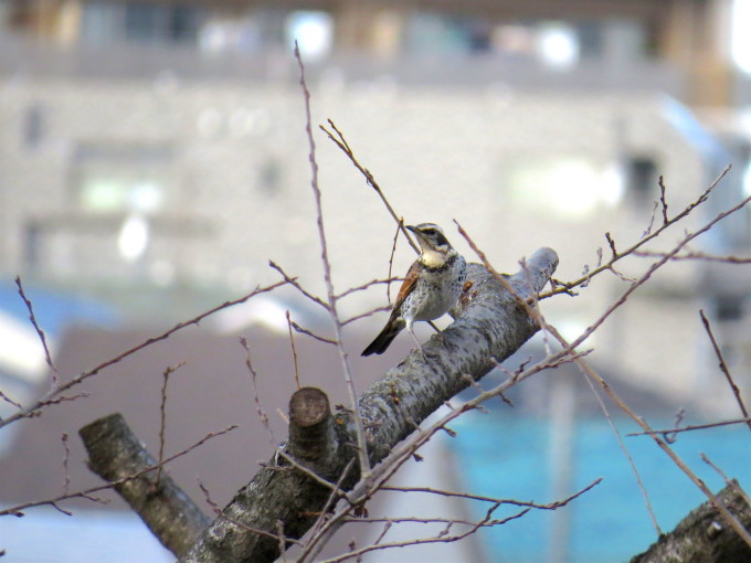 a0284658_18261556.jpg