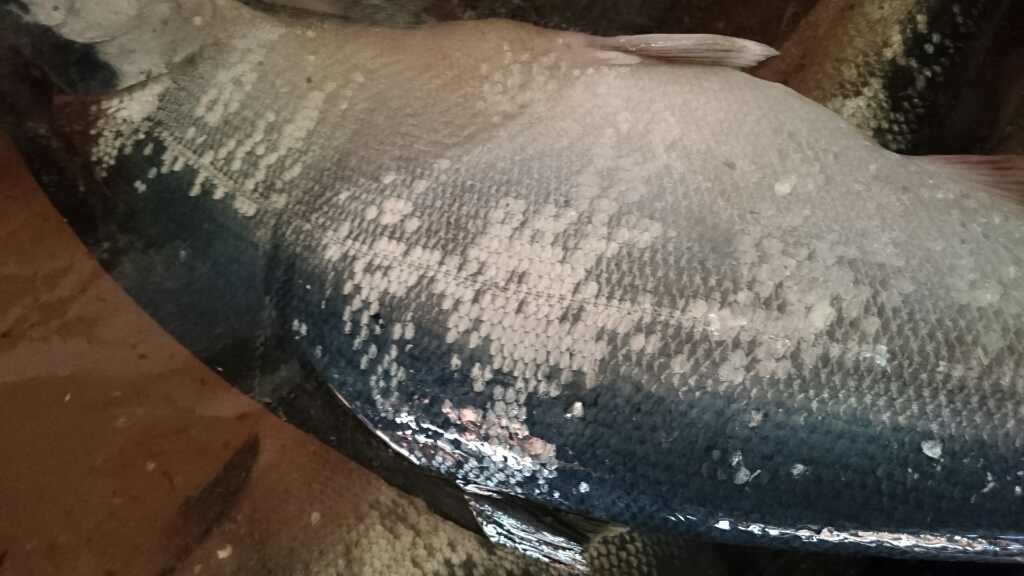 美味しい鮭の見分け方 函館発信ｰ魚政日記