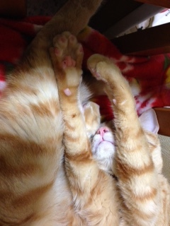栗ちゃんかわいい週間再びw_e0355177_15431386.jpg
