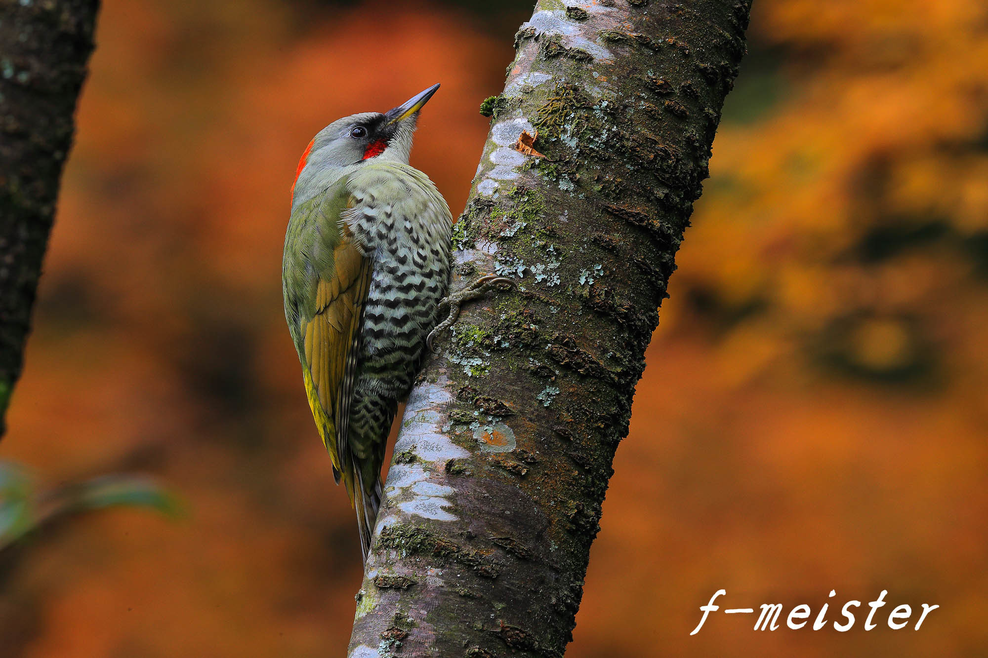 紅葉のアオゲラ(2016年11月下旬)_f0254180_12125710.jpg