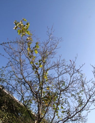 e0154682_23413519.jpg