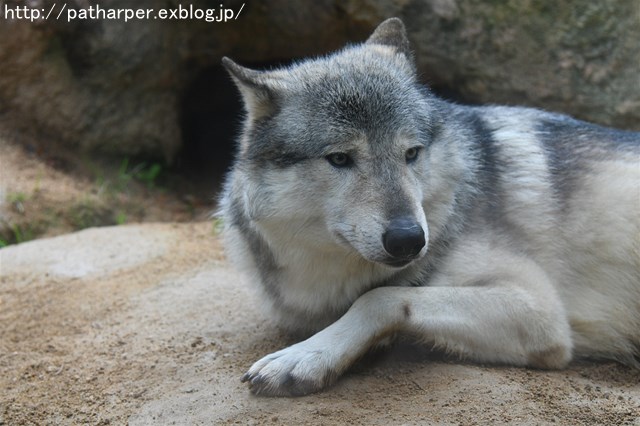 ２０１６年１２月　とくしま動物園　その２　場外の玩具を落とすために玩具を投げるポロロ_a0052986_162493.jpg