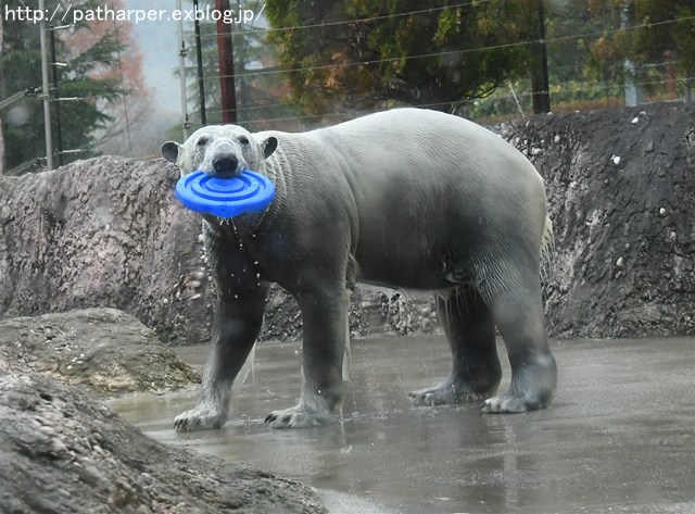 ２０１６年１２月　とくしま動物園　その２　場外の玩具を落とすために玩具を投げるポロロ_a0052986_1642491.jpg