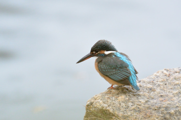 2016 12 13 雨降りの広島城カワセミ　他_a0143491_8102685.jpg