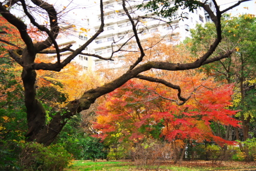 新宿御苑の紅葉1_a0263109_14594110.jpg