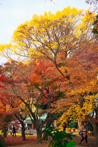 新宿御苑の紅葉1_a0263109_14594436.jpg