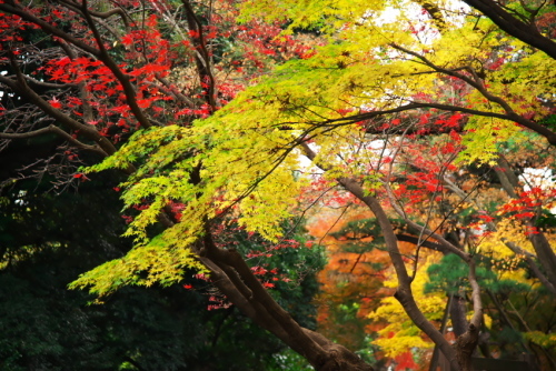 新宿御苑の紅葉1_a0263109_14594527.jpg