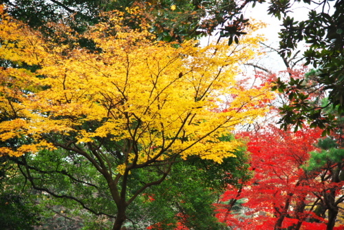 新宿御苑の紅葉1_a0263109_14594620.jpg