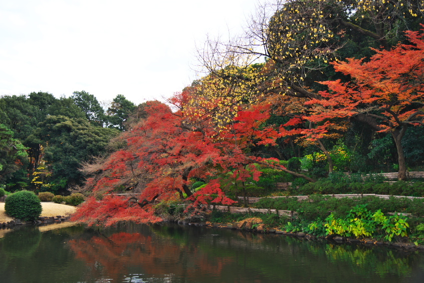 新宿御苑の紅葉1_a0263109_15073955.jpg