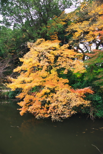 新宿御苑の紅葉1_a0263109_15073969.jpg